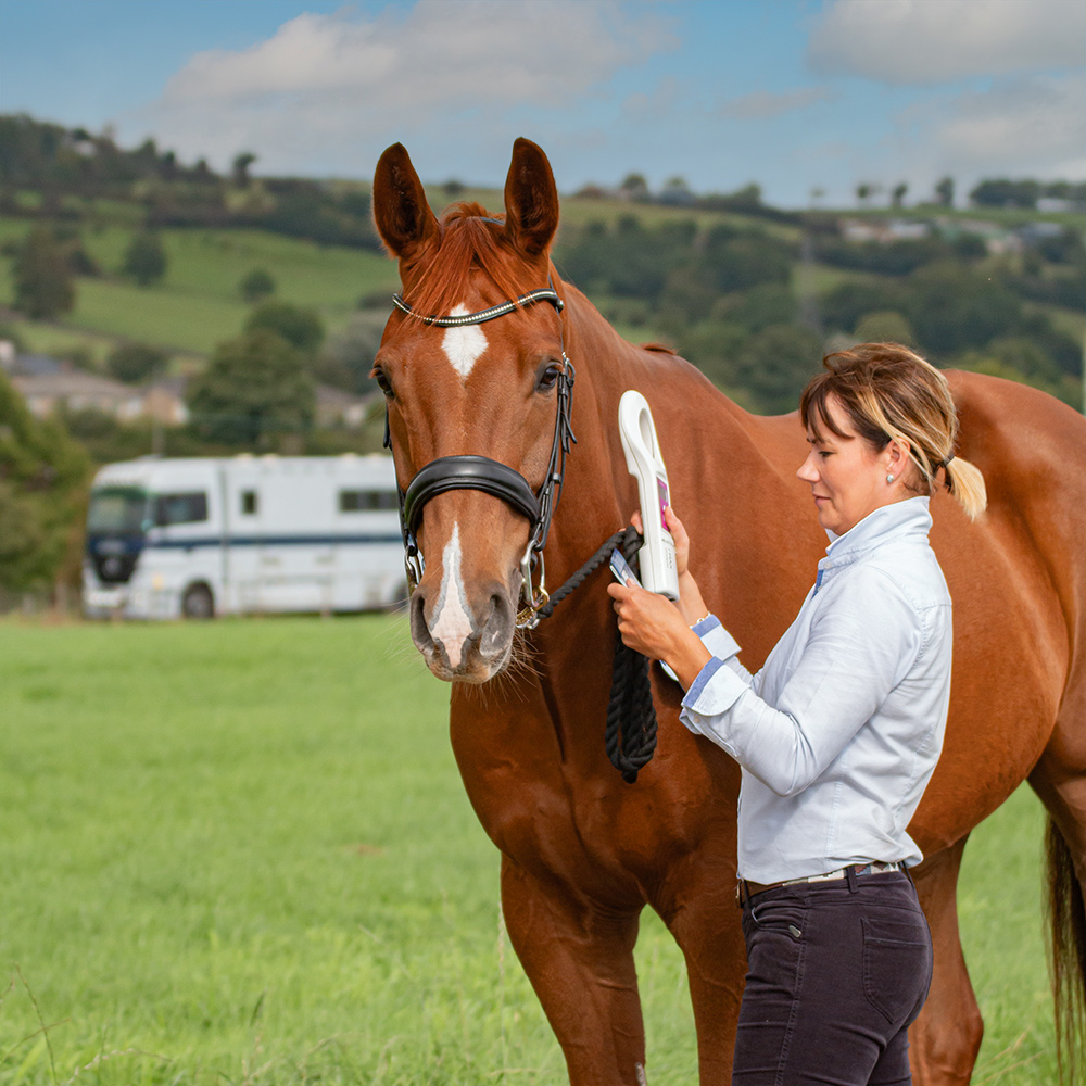 experienced horse transport professionals scanning microchip