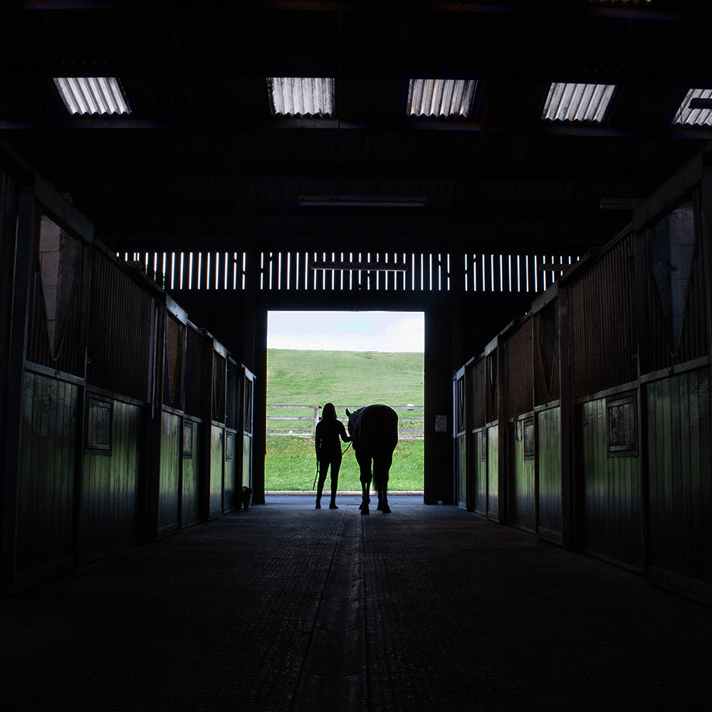 Laund View experienced horse transport professionals